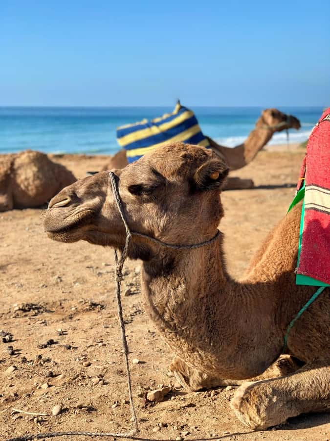 From Tangier: Asilah Tour with Tea Tasting & Camel Ride - From Tangier to Assilah in one long, efficient loop