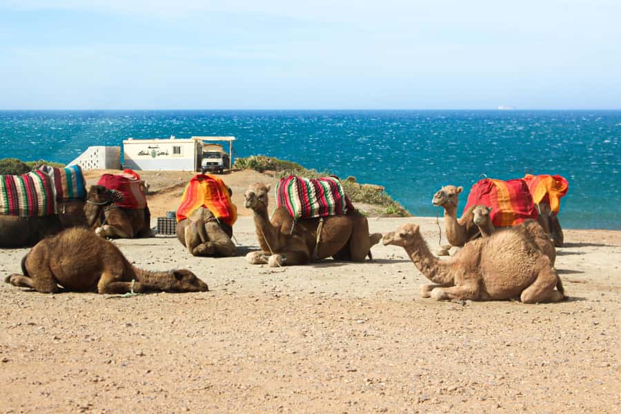 From Tangier: Full-Day Tangier, Asilah, & Cape Spartel Tour - Asilah Old Medina: Ramparts, Workshops, and a Real Sense of Place