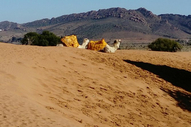 Full-Day Safari Small Desert With Lunch - Timing, comfort, and the reality of a long day in a small group