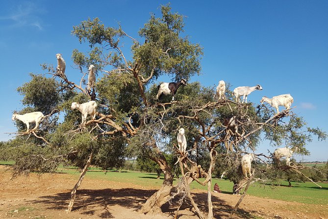 Full-Day Tour to Essaouira - The Ancient Mogador City from Marrakech - Essaouira From Marrakech: Why This Coastal Day Trip Works