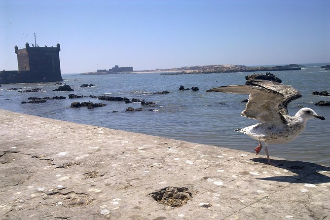 Full-Day Tour to Essaouira - The Ancient Mogador City from Marrakech - Entering the UNESCO Medina: Essaouira on Foot With a Local Guide