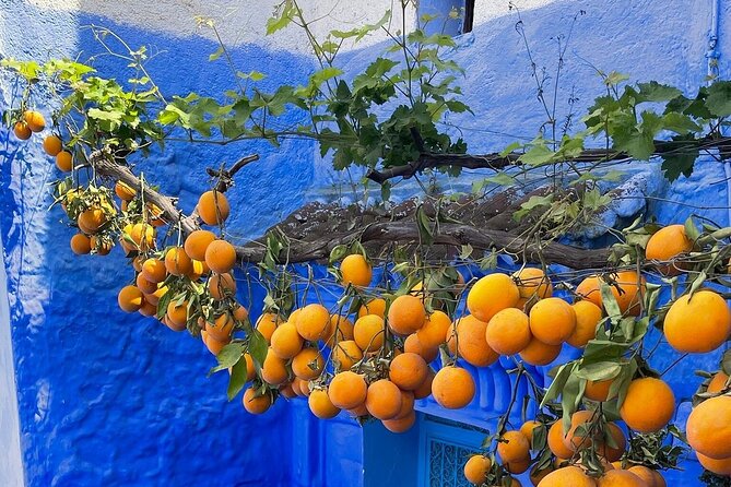 Full-Day Tour to the Blue City Chefchaouen on Small-Group - Who should book this Chefchaouen day trip, and who should skip it