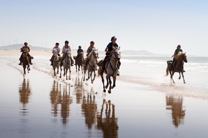 Horse Ride on the Beach in Essaouira - Entering The Essaouira World: Beaches, Dunes, and Arid Forest