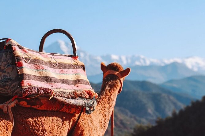 Lunch in the High Atlas: Ourika Valley Waterfalls & 3 Valleys - Who This Tour Fits Best, and Who Should Rethink It
