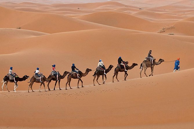 Luxury 2-Days Desert Trip from Fes to.:( fes or marakech) - Ifran and Azrou cedar forest: monkeys, macaques, and quick breaks