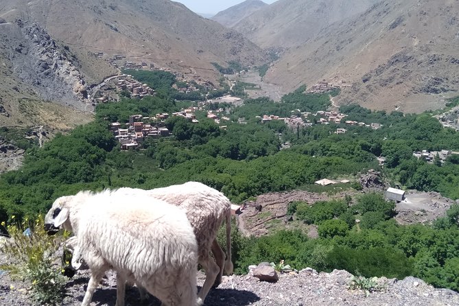 Luxury private day trip - Atlas Mountains, Agafay Desert & camels - The short walk after lunch: a closer look from the lunch viewpoint