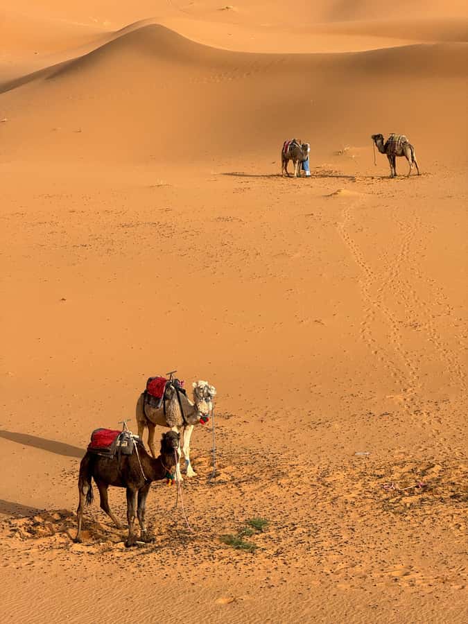 Majestic Desert: 3-Day Luxury Journey from Marrakech to Fes - On the Road: Long Driving Times, Seat Comfort, and How to Prep