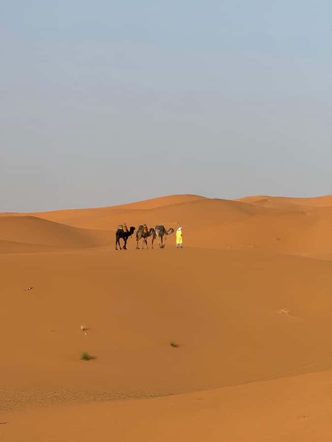 Majestic Desert: 3-Day Luxury Journey from Marrakech to Fes - Who This Trip Is For, and Who Should Rethink It