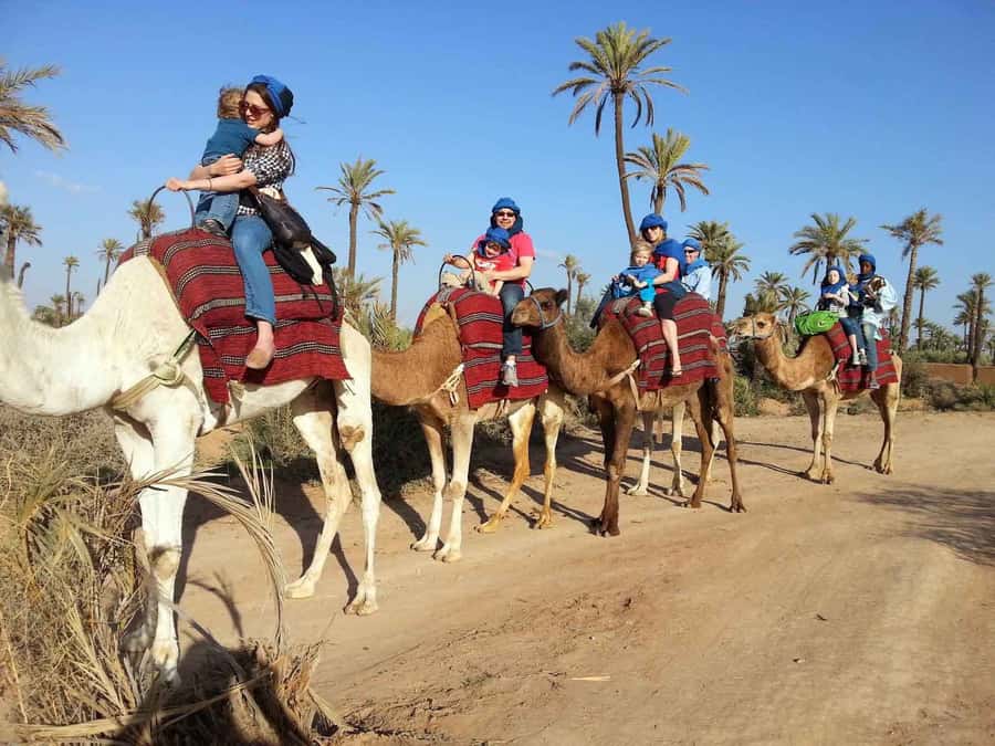 Marrakech : 1-Hour Camel Ride Through the Palm Grove - Key things to know before you go