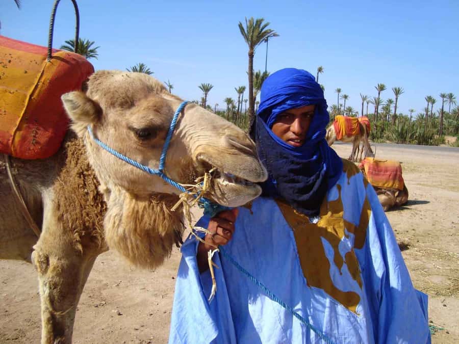 Marrakech : 1-Hour Camel Ride Through the Palm Grove - Break time and mint tea: how to make the most of your pause