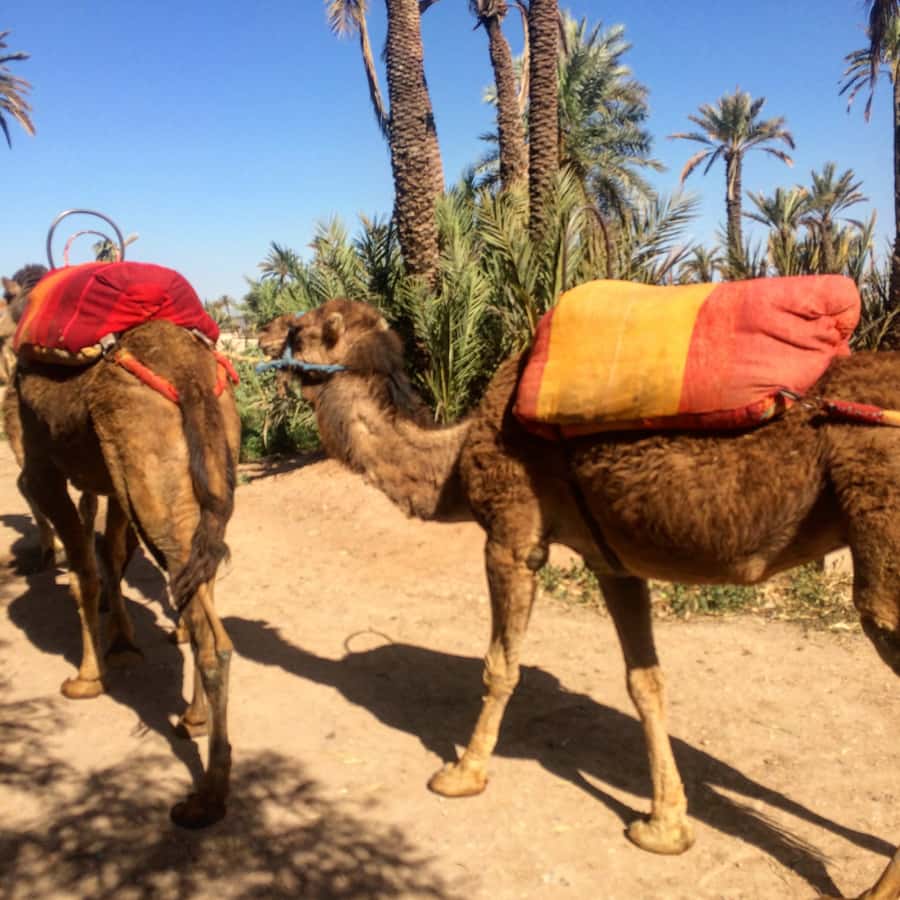 Marrakech : 1-Hour Camel Ride Through the Palm Grove - Who should book this Marrakech camel ride, and who might skip it
