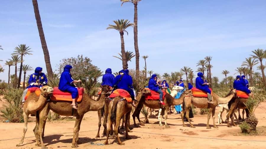 Marrakech : 1-Hour Camel Ride Through the Palm Grove - Price and time: is $35 good value for this day?