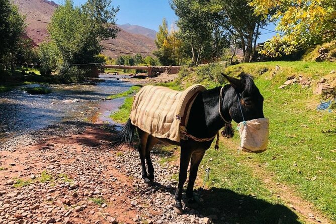 Marrakech: 2-Day Atlas Mountains Trek with Village Stay - Why the High Atlas trek feels like the real Morocco reset