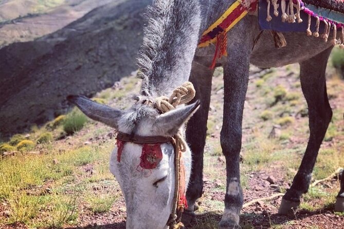 Marrakech: 2-Day Atlas Mountains Trek with Village Stay - Day 1: Imlil to Azzaden Valley via Tizi Mzik pass
