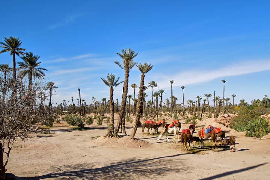 Marrakech: 2-Hour Quad Bike & Camel Ride in Palmeraie - Guides, tea stops, and the little moments that make it feel human