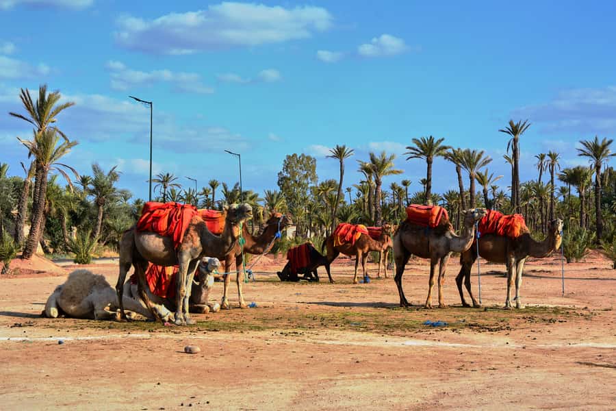Marrakech: 2-Hour Quad Bike & Camel Ride in Palmeraie - Price and value at about $57 per person