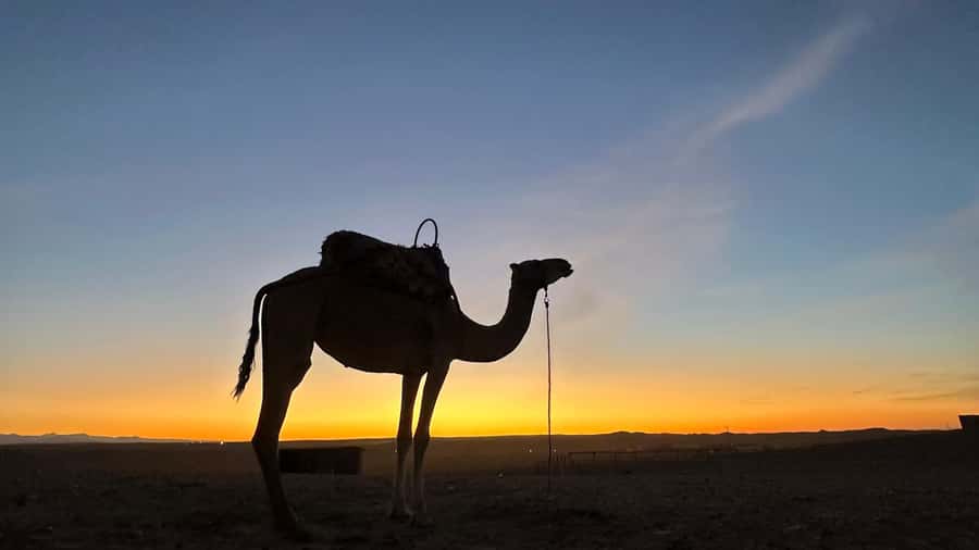 Marrakech: Agafay Desert: Camel ride Quad Bike, Dinner show - Should you book it? My take