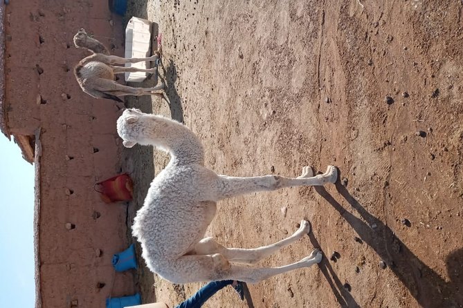 Marrakech: Agafay Desert Dinner, Camel Ride & Quad Biking. - The argan oil women’s co-op stop: why it adds real value