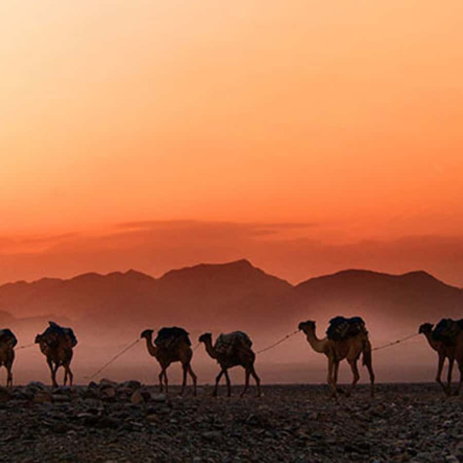 Marrakech: Agafay Desert Dinner with Music and Fire Show - Price and Value at $36 Per Person