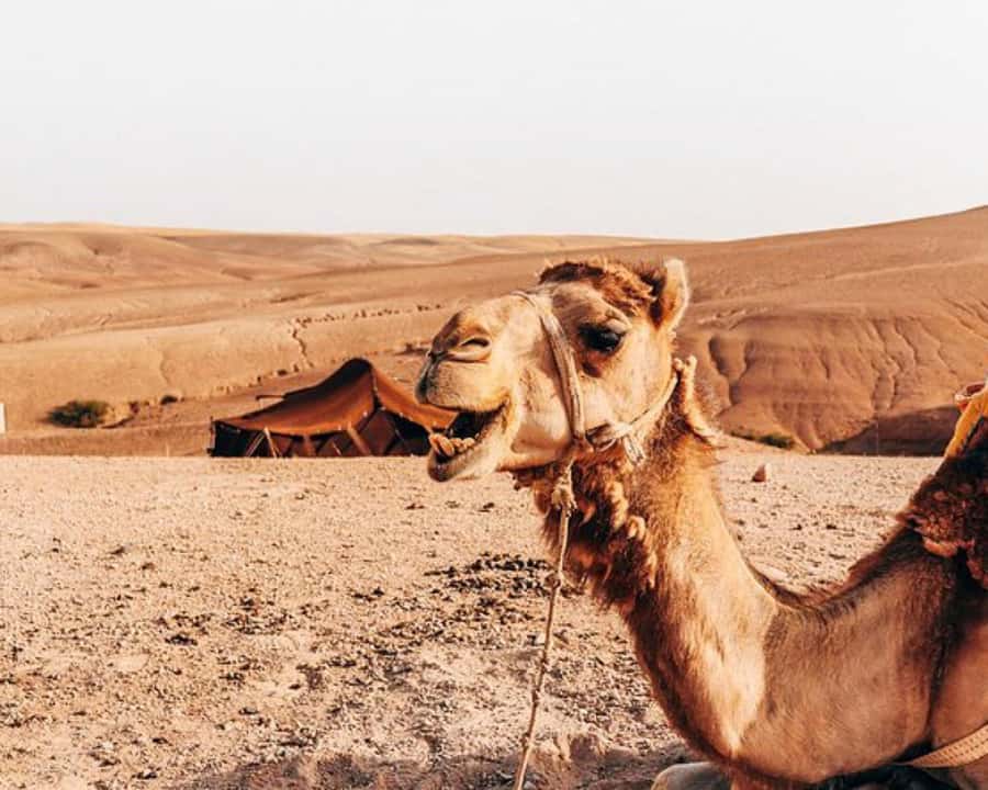 Marrakech: Agafay Desert, Lunch, Camel Ride, & Swimming Pool - Key Highlights You’ll Care About