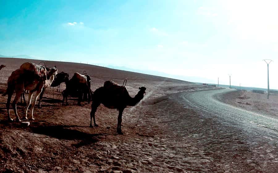 Marrakech: Agafay Desert Quad Bike Tour with Moroccan Tea - From Your Riad to the Desert Base, Pickup and First Impressions