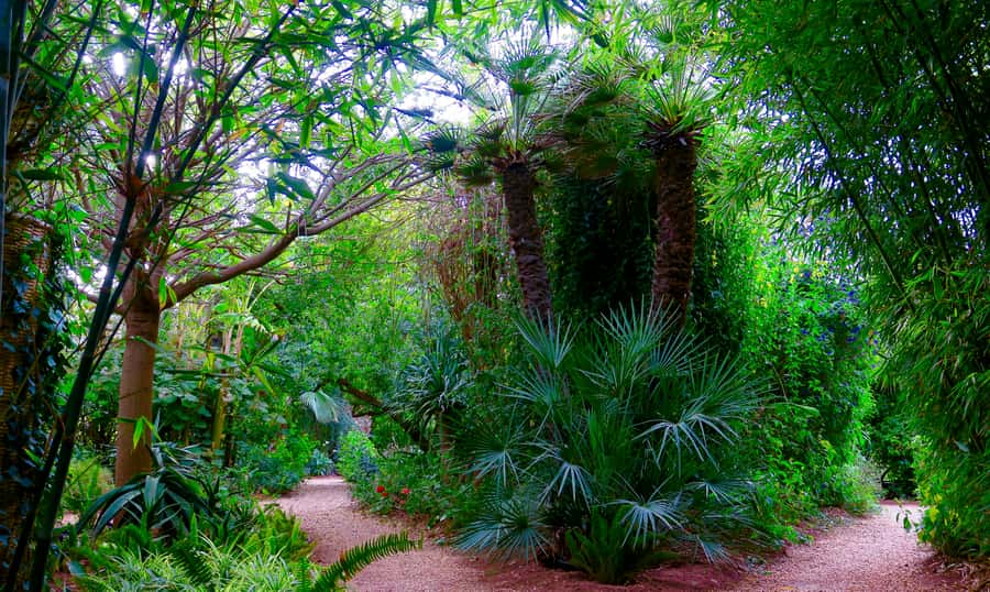 Marrakech: André Heller's ANIMA Garden Ticket - Cafe time and snacks: what to expect when food is on you