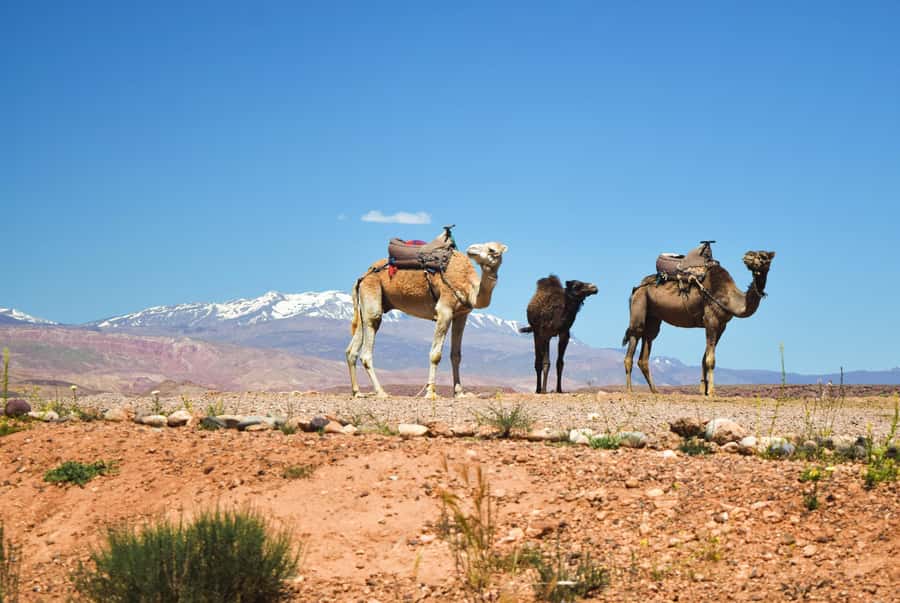 Marrakech: Atlas Mountains & Agafay Desert Tour w Camel Ride - Key Things To Know Before You Go