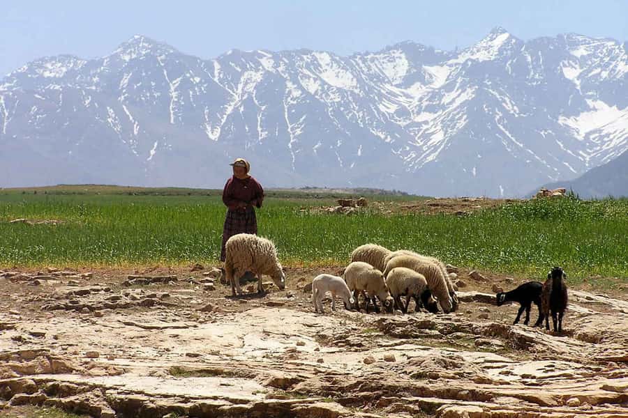Marrakech: Atlas Mountains and Desert Safari with Lunch - The Return to Marrakech Via Haouz Plains