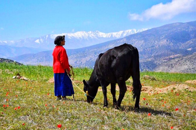 Marrakech: Atlas Mountains & Villages, Waterfalls, Camel Ride - Small-group feel, strong guiding, and what to watch for