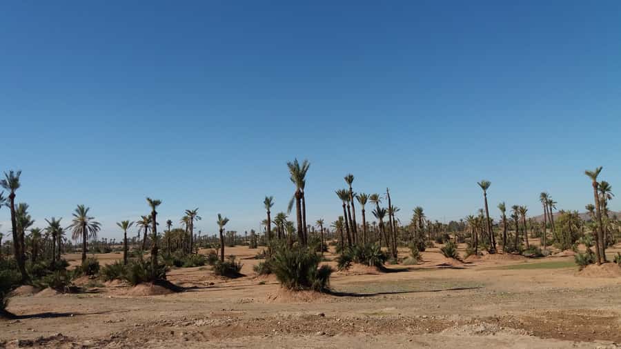 Marrakech: Buggy Experience at Palmeraie with Hotel Pickup - Key highlights at a glance