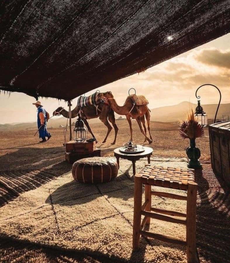 Marrakech: Camel & Quad Bike Tour with Sunset, Dinner & Show - Berber Tent Dinner Under Night Sky: Food, Music, Campfire, Fire