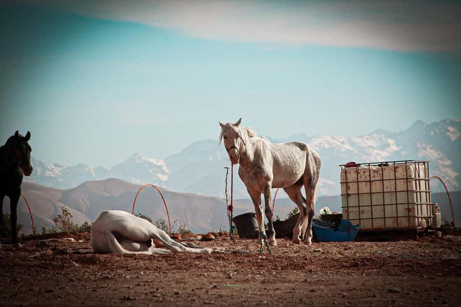 Marrakech: Camel Ride, Dinner, Pool, and Fire Show in Agafay - The 20-minute sunset camel ride: short, but unforgettable