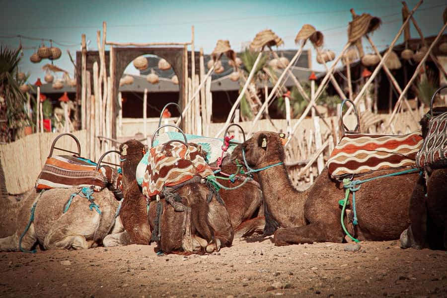 Marrakech: Camel Ride, Dinner, Pool, and Fire Show in Agafay - Pool time before dinner: why this stop is more than a freebie