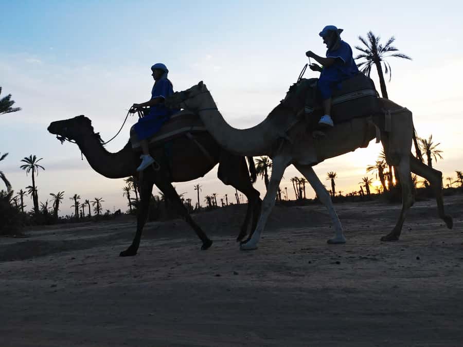 Marrakech Camel Ride in the Palmeraie Palm Grove - The 2-Hour Flow: What Happens Before the Saddle and After