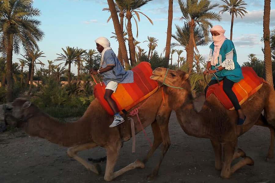 Marrakech: Camel Trek - Marrakesh Camel Trek in the Palmeraie, Not the Far-Off Desert