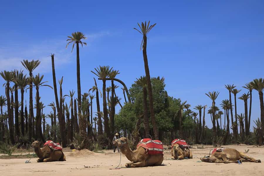 Marrakech: Camel Trek - How Long You’ll Actually Be on the Camel (And Why 90 Minutes Can Feel Longer)