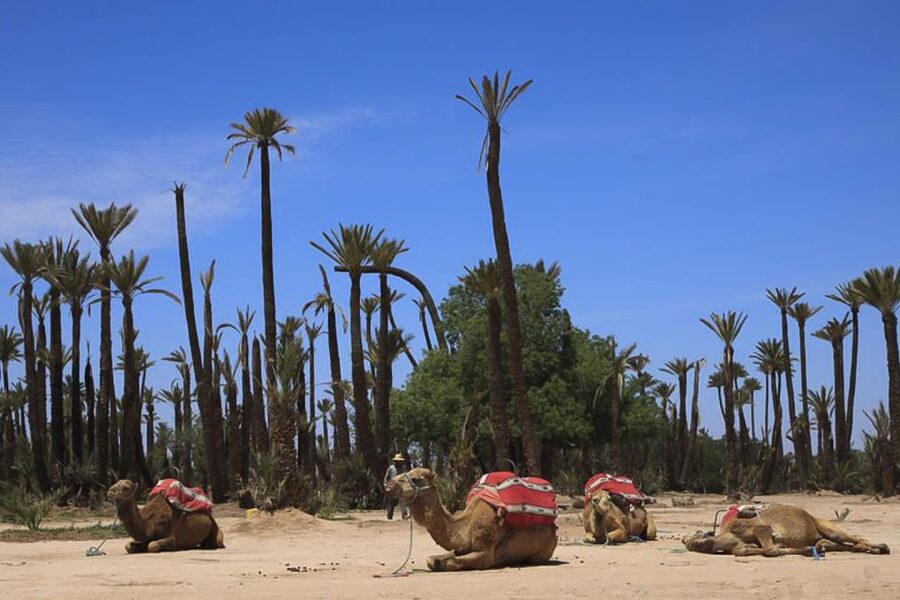Marrakech: Camel Trek - Traces Berbères and the Guide Experience: What You’ll Rely On