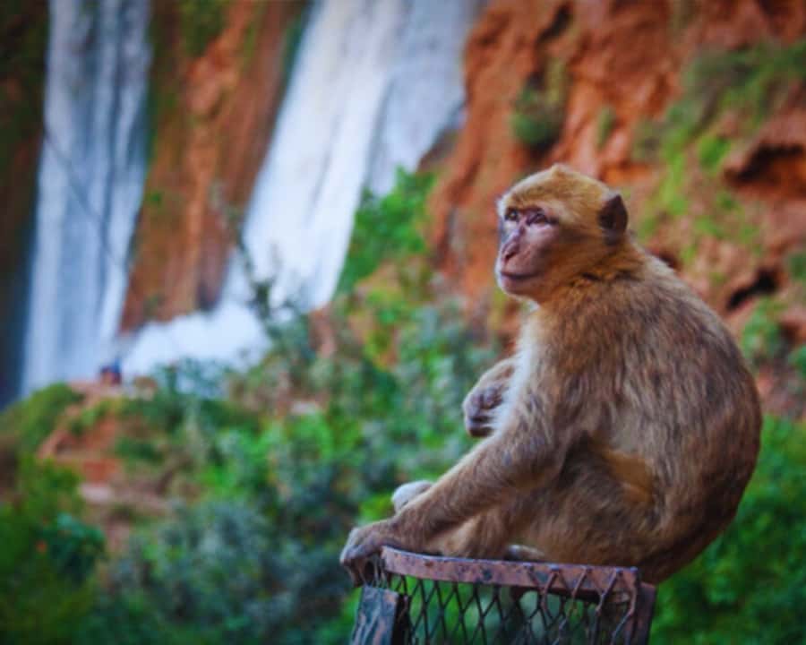 Marrakech: Day Tour to Ouzoud Waterfalls with Boat Trip - Value for money at about $17: what you get, what you pay extra for