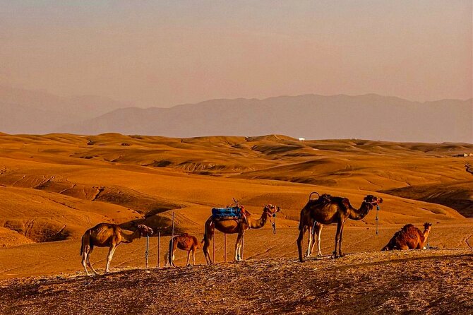 Marrakech Day Trip: Agafay Desert, Atlas Mountains and Camel Ride - Lunch and timing: plan for your own meal budget