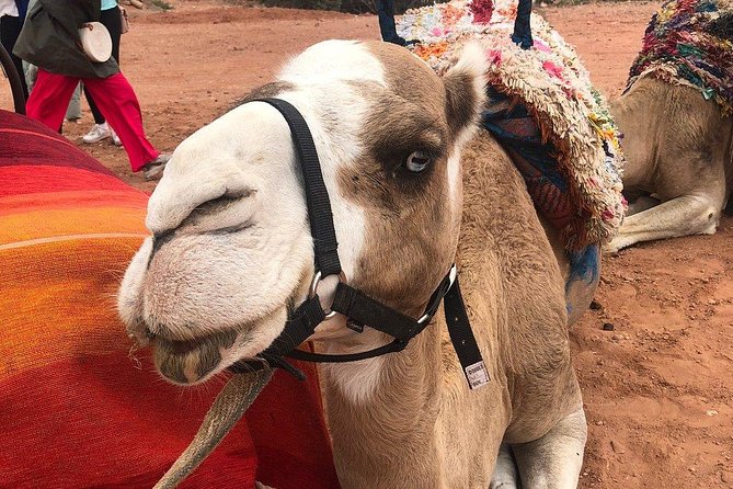 Marrakech: Desert Agafay & Atlas Mountains Day Trip & Camel Ride - Lunch With a Berber Family: Why This Stop Is the Heart of the Day