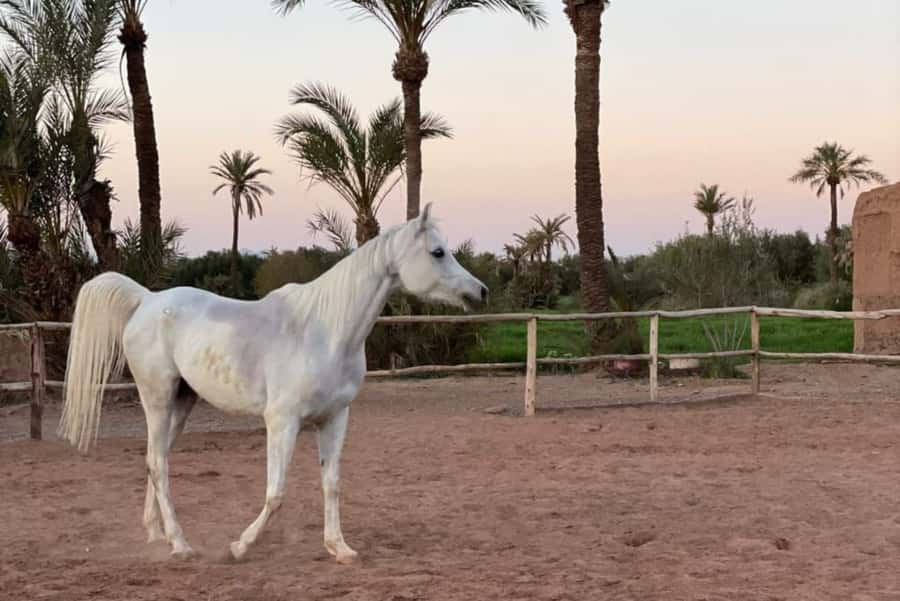 Marrakech: Desert and Palmeraie Horse Riding Tour & Transfer - Saddling Up: What the Stables and Safety Setup Feel Like