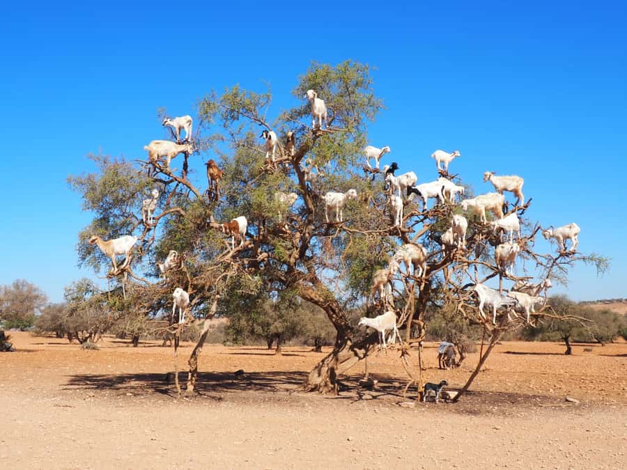 Marrakech: Essaouira Day Trip with Transfers and Co-op Visit - The café stop: stretching your legs and keeping the day on track