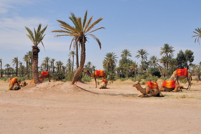 Marrakech Half-Day Camel Ride in Palm Grove - Quick hits before you go