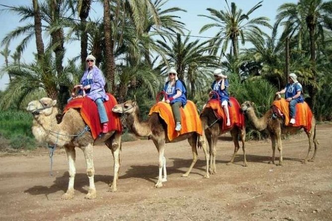 Marrakech Half-Day Camel Ride in Palm Grove - Price and value: $17.45 for transport, camel, and tea