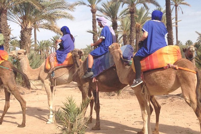 Marrakech Half-Day Camel Ride in Palm Grove - Who should book this Marrakech Palm Grove camel ride