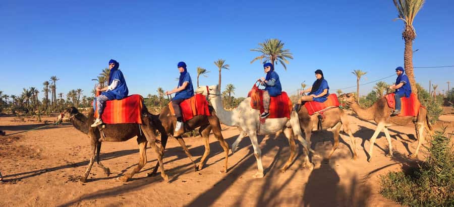 Marrakech: Half-Day Camel Ride in Palm Grove - Season and timing: chase comfort, and consider a later slot for mood