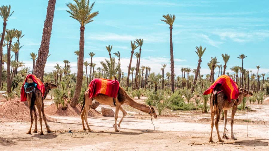 Marrakech: Half-Day Desert Quad Tour with Camel Ride - Berber Village Tea: More Than a Stop, It’s the Point