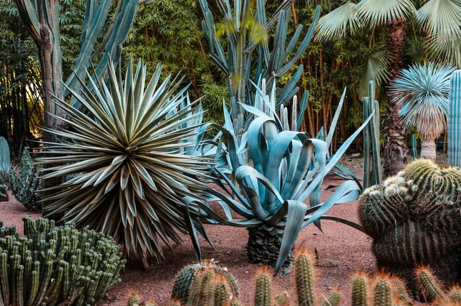 Marrakech: Majorelle Garden, YSL, and Berber Museum Entry - Key things to know before you go