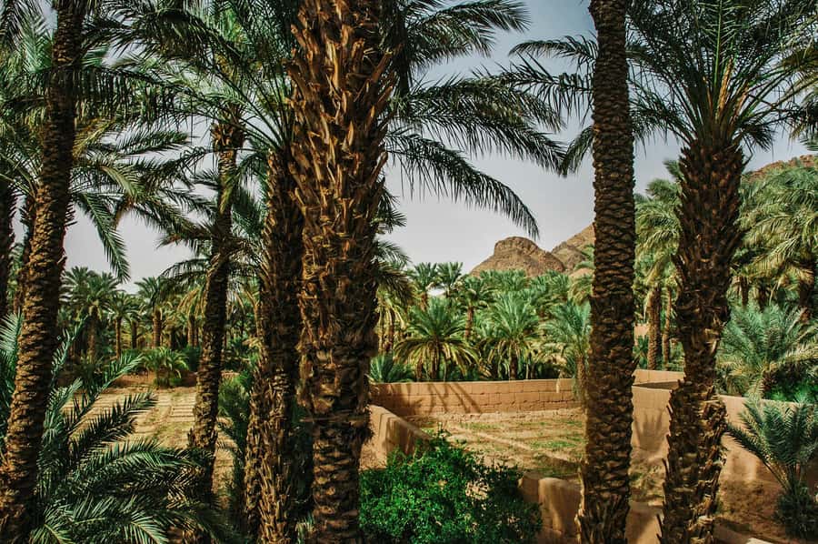 Marrakech/Ouarzazate: 2-Day Desert with Camel, 4x4 & Meals - Agdez and the Draa Valley: Date Palms, Fortified Kasbahs, and Photo Breaks That Feel Worth It