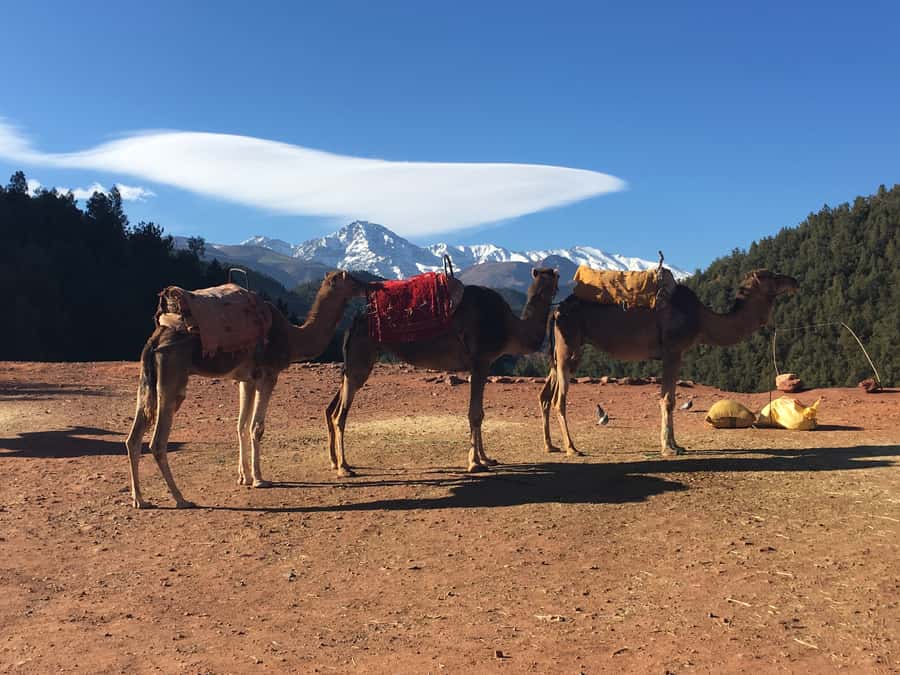 Marrakech: Ourika Valley & Atlas Mountains Half-Day Trip - The Berber breakfast: more than mint tea and bread